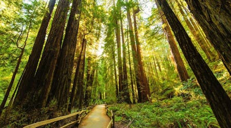 Shuttle from San Francisco to Muir Woods